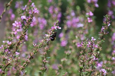 ブルーボネットの花々 賑わい名古屋港 名古屋みなとまちづくり宣言 オオサンショウウオ構想